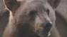 Nevada to consider re-allowing bear hunt