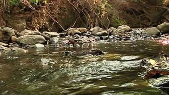 Debate: What to do with Searsville Dam
