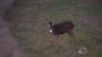 Almost once a month on the Peninsula, a driver on Interstate 280 collides with a deer.