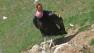 The California condor is the largest land bird in North America.