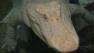 Claude, the albino alligator at San Franciscos Academy of Sciences.