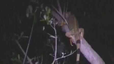 Floridas cold weather is freezing the iguana population causing them to fall from the trees. (AP)