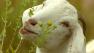 A goat eats weeds as more than 600 of his four-legged friends were invited to the Ladd Reeves ranch north of Palmer, Neb., Friday, Sept. 5, 2008.
