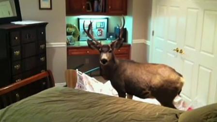 deer in a familys home