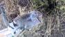 Scientists from UC Davis are using robo-squirrels to help understand the interaction between rattlesnakes and ground squirrels.