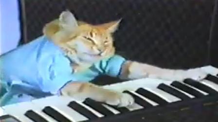 Keyboard cat