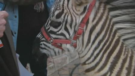 Razzi the zebra