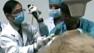 Vets in China solve pandas medical mystery