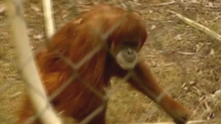 Orangutan at Fresnos Chaffee Zoo picks 49ers to win Super Bowl