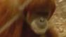 Orangutan at Fresnos Chaffee Zoo picks 49ers to win Super Bowl
