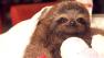 Matty the Baby Sloth