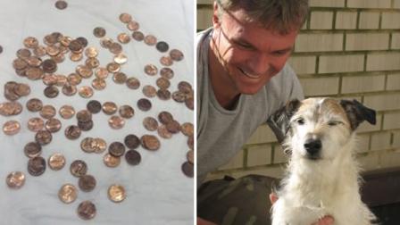 Dog named Jack recovers after undergoing emergency surgery to remove 111 pennies from his stomach. (photos courtesy BluePearl Veterinary Partners)