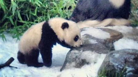 (Photo: San Diego Zoo via Twitter)