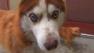 Blind dog and his seeing-eye dog