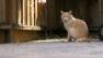 Residents in a Central Valley neighborhood called 911 after spotting what they thought was a mountain lion. It turns out it was a 25-pound feral cat named Man Face.