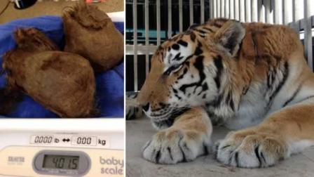 Ty, a 400-pound tiger, had a 4-pound hairball surgically removed from his stomach. (photo courtesy BluePearl Veterinary Partners)