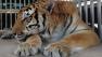 Ty, a 400-pound tiger, had a 4-pound hairball surgically removed from his stomach. (photo courtesy BluePearl Veterinary Partners)