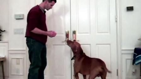 Dog and owner
