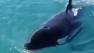 Killer whale surprises fisherman in Alaska