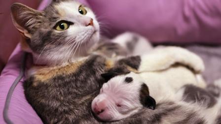This photo released by the Cleveland Animal Protective League shows Lurleen, the nursing mother and Noland the puppy snuggling up Wednesday, June 19, 2013, in Cleveland.
