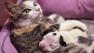 This photo released by the Cleveland Animal Protective League shows Lurleen, the nursing mother and Noland the puppy snuggling up Wednesday, June 19, 2013, in Cleveland.