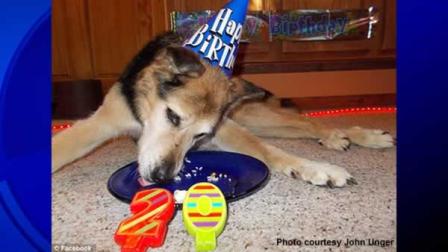 Arthritic dog celebrates 20th birthday