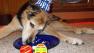 Arthritic dog celebrates 20th birthday
