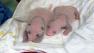 Zoo Atlanta says twin newborn giant panda cubs born there are gaining weight rapidly.