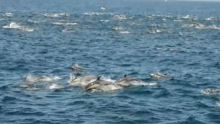 Group of dolphins swimming