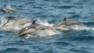 Group of dolphins swimming