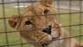 Wildlife park in New Zealand visitors get up close and personal with lions