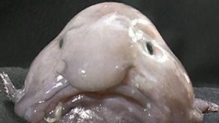 A blobfish. It was voted the worlds ugliest animal.