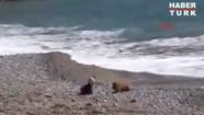 Dog saves baby from crawling into ocean