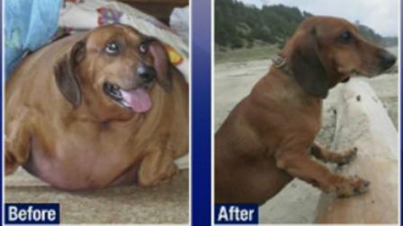 Last year Obie the dachshund tipped the scales at 77 pounds. Now hes shed 50 pounds and its hard to believe its the same dog.
