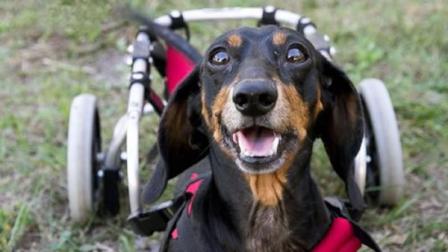 Willie the paralyzed dog was rescued after being abandoned in a dumpster. He now spends his days scooting around in a special wheelchair and comforting a pair of siblings with autism. (Photo courtesy Good Morning America)
