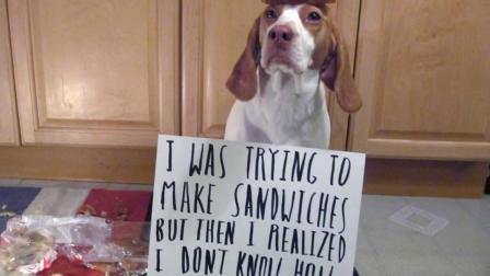 This Feb. 9, 2013 provided by Jeremy Lakaszcyck, shows Maymo a lemon beagle posing for a shame illustration in Merrimack Valley, Mass.