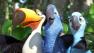 Film fans head for Rio, shrug over new Scream