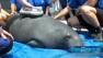 New show Sea Rescue follows dramatic rescue of marine life