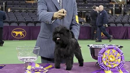 Banana Joe wins 2013 Westminster dog show