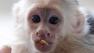 Justin Biebers pet monkey is set to become the property of Germany.