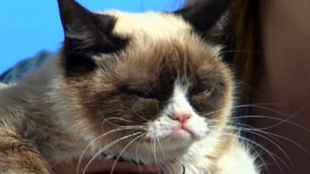 Grumpy Cat