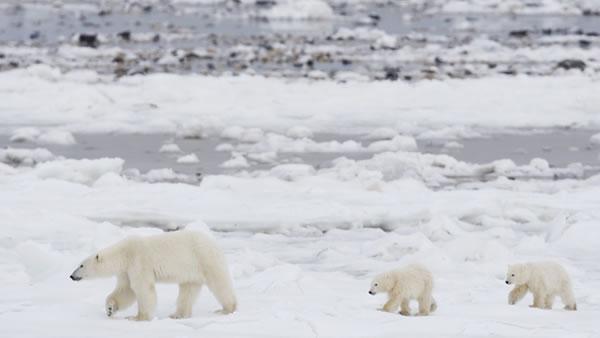 Polar bears