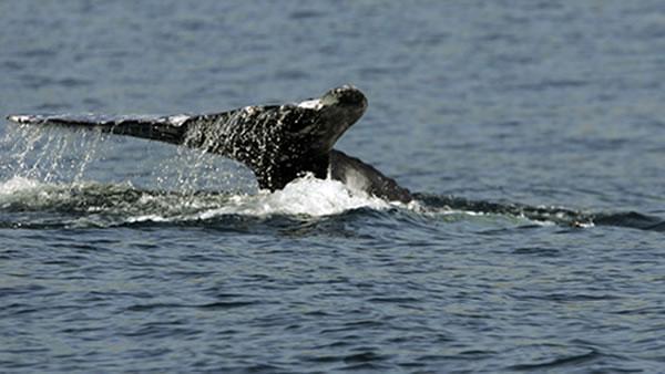 Navy Sonar