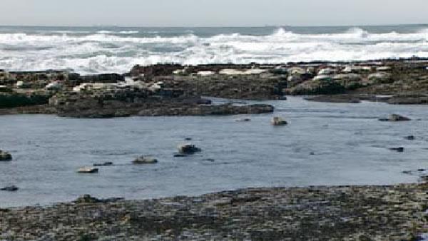 Fitzgerald Tidepools
