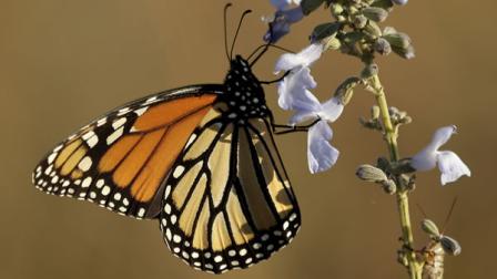 monarch butterfly