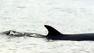Minke Whale
