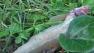 Image shows a dead trout