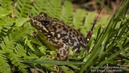 Endangered mountain yellow-legged frog