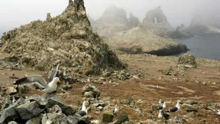 In this file photo from July 8, 2006, gulls are seen nesting near the North Landing area of the Farallon Islands