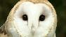 Barn Owl